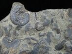 Plate of Pyritized Ammonites - Oujda, Morocco #13725-1